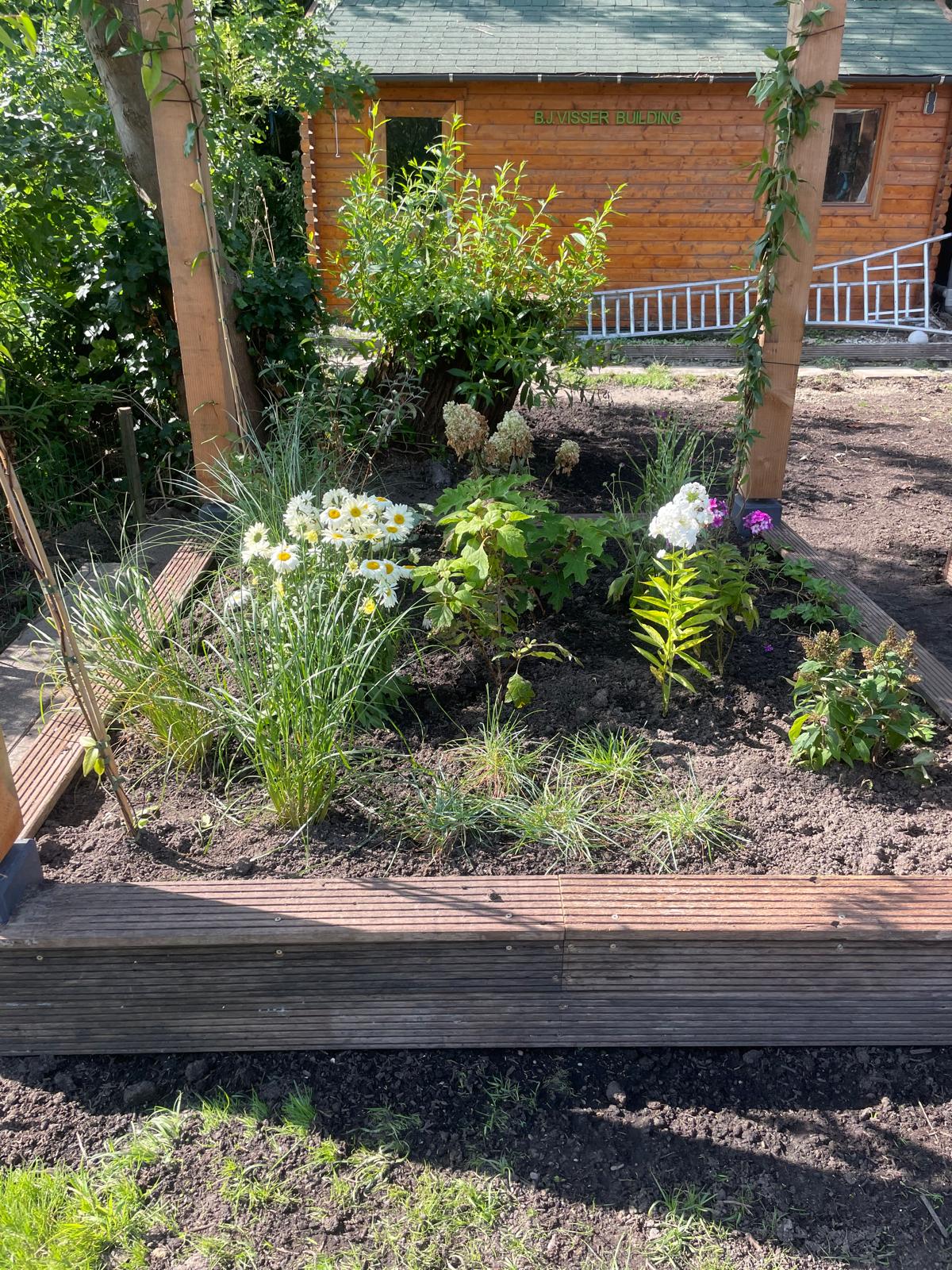 Beplantingsplan met margrieten, phlox en siergrassen in een border door hovenier KaVuRU