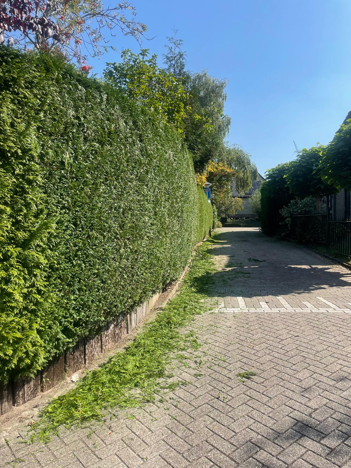 Strak gesnoeide coniferenhaag langs straat door hovenier KaVuRU in Roelofarendsveen