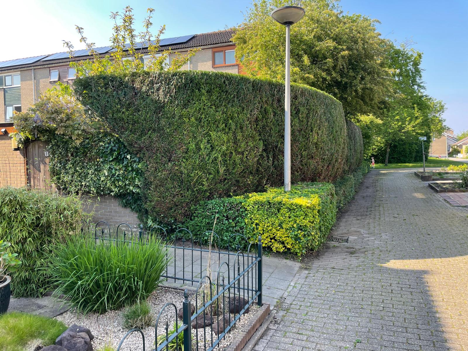 Hoge coniferenhaag en buxushaag onderhouden door hovenier KaVuRU in Roelofarendsveen