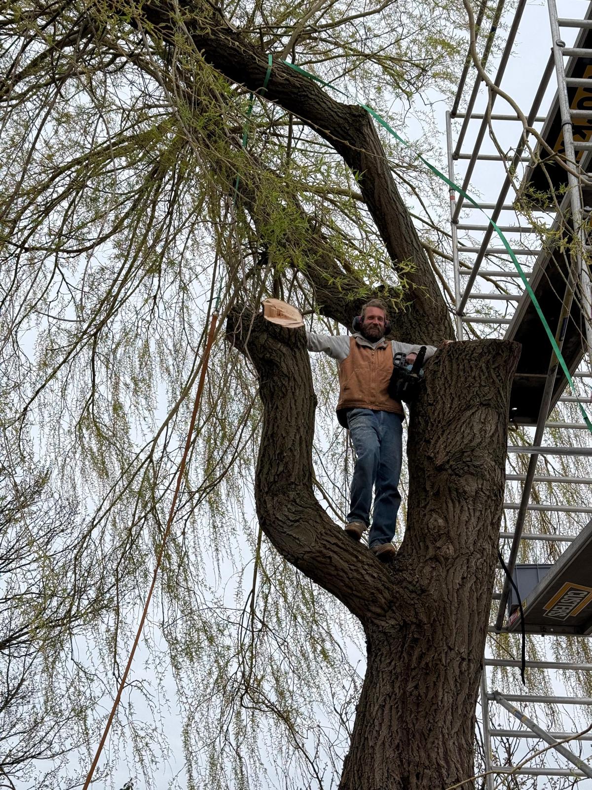 Hovenier KaVuRU aan het werk in een knotwilg voor boomonderhoud in Zuid-Holland